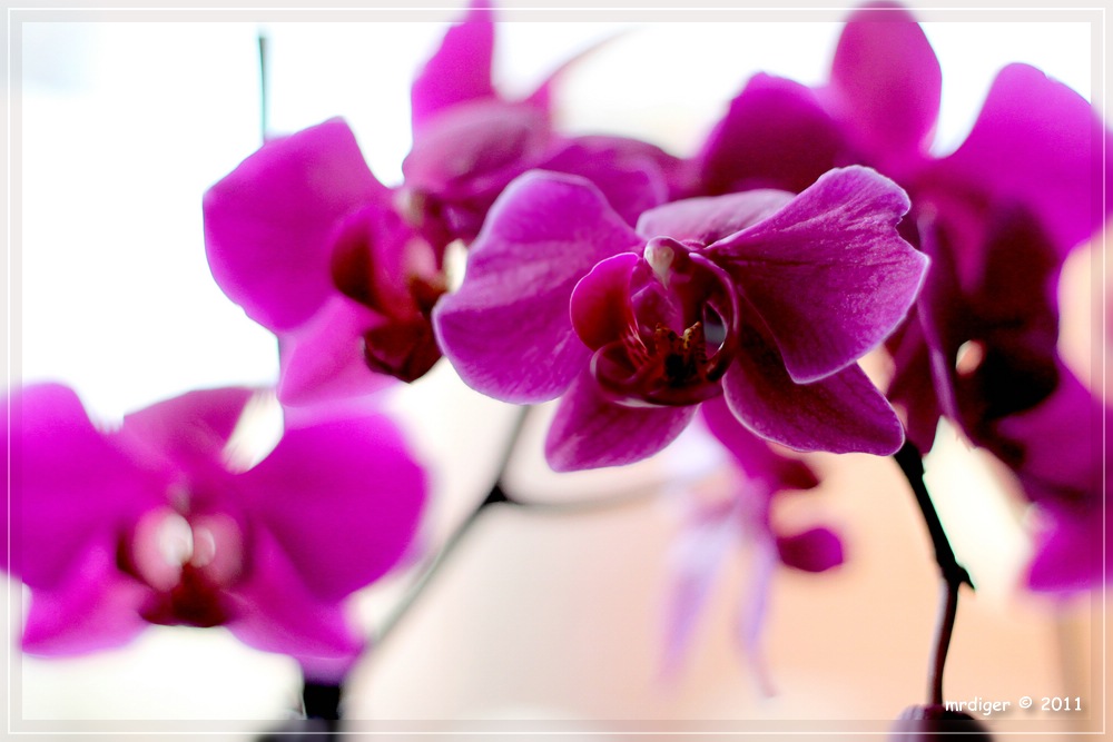 Orchidee III