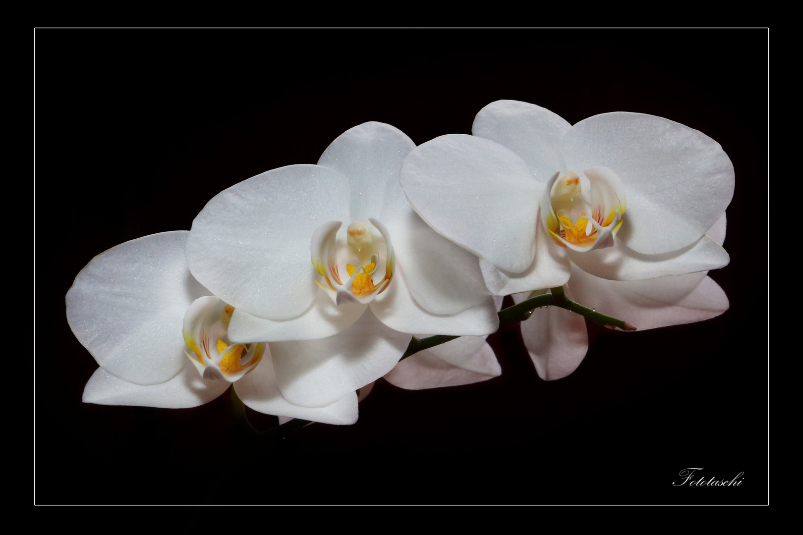 Orchidee III