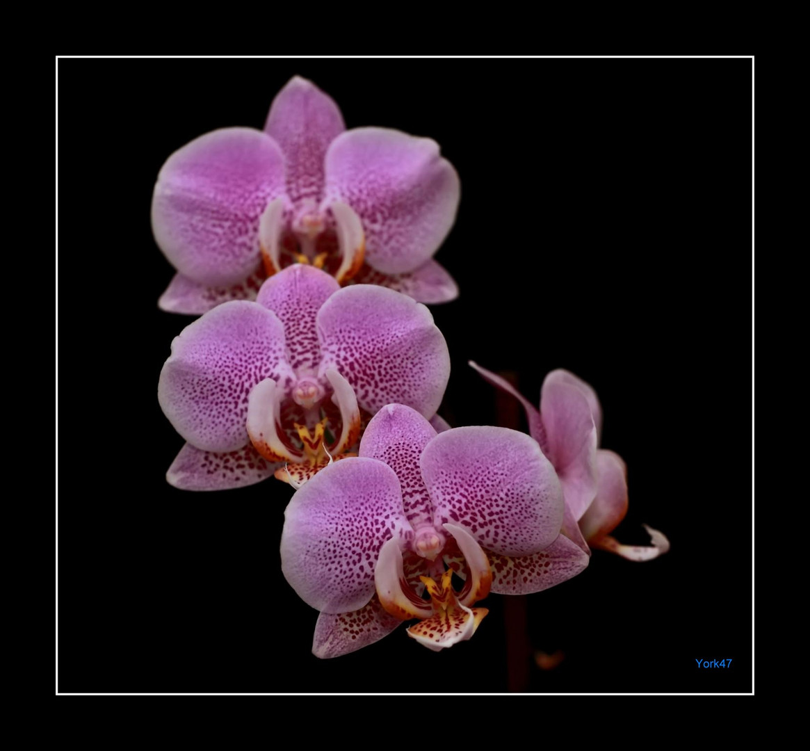 Orchidee III