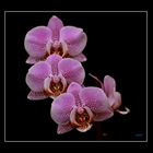 Orchidee III