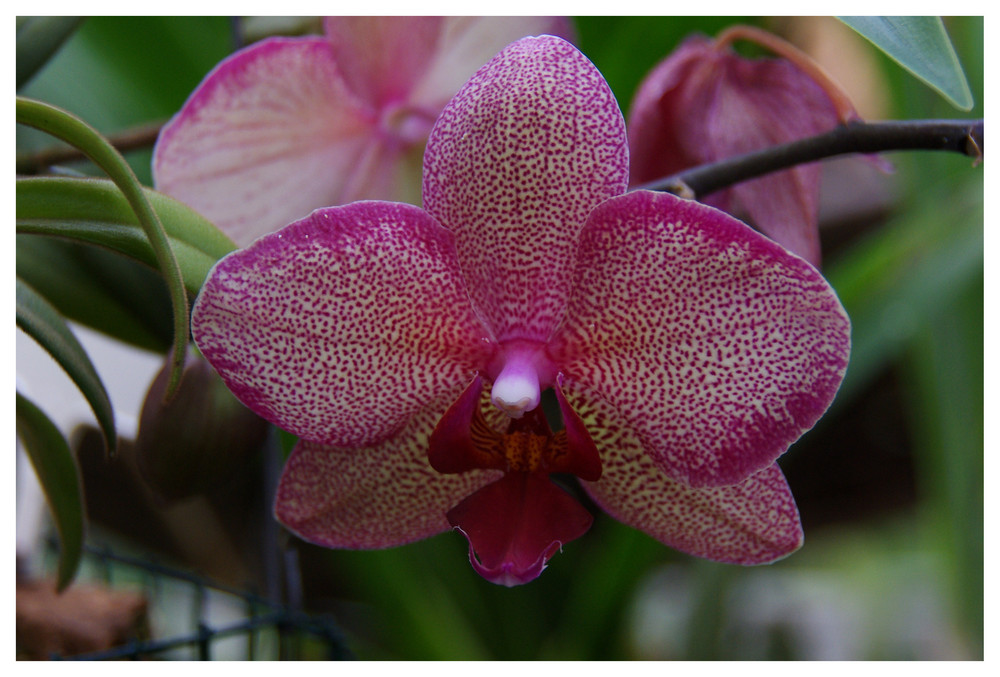 Orchidee III