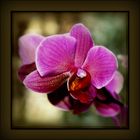 ~Orchidee III~