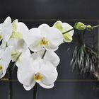 Orchidee III