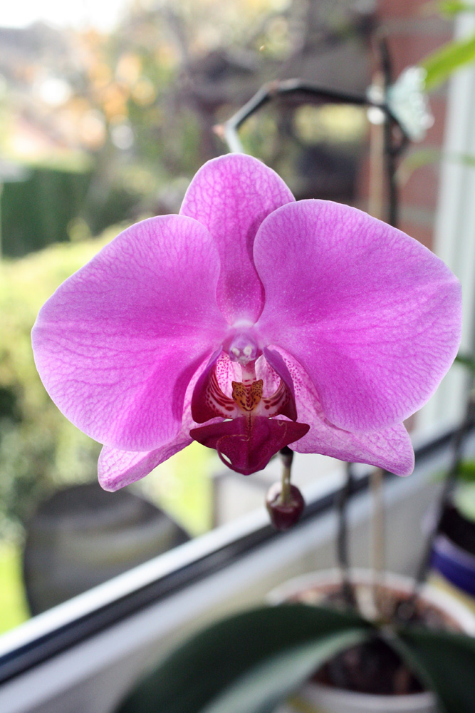 Orchidee III