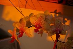 Orchidee im Abendlicht