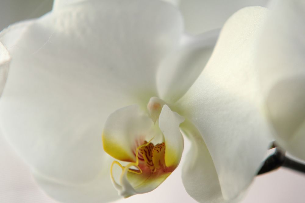 Orchidee im Abendlicht von Verena Hellmund 