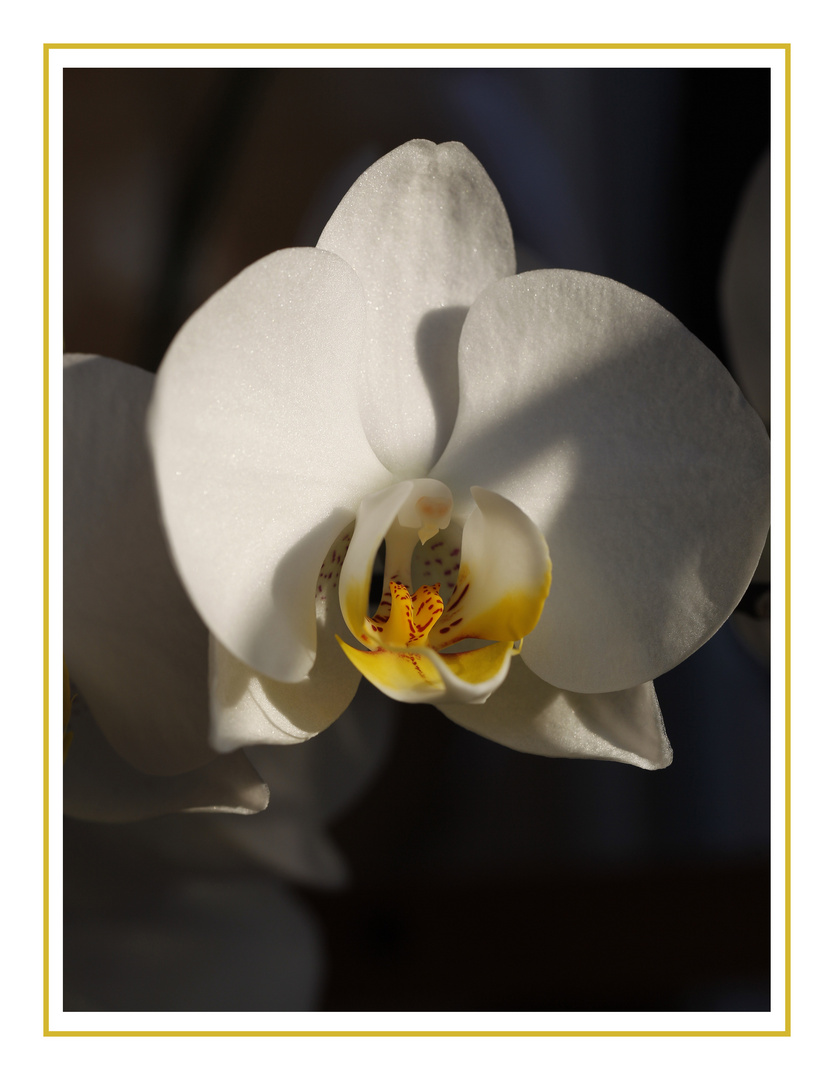 Orchidee im Abendlicht