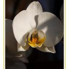 Orchidee im Abendlicht