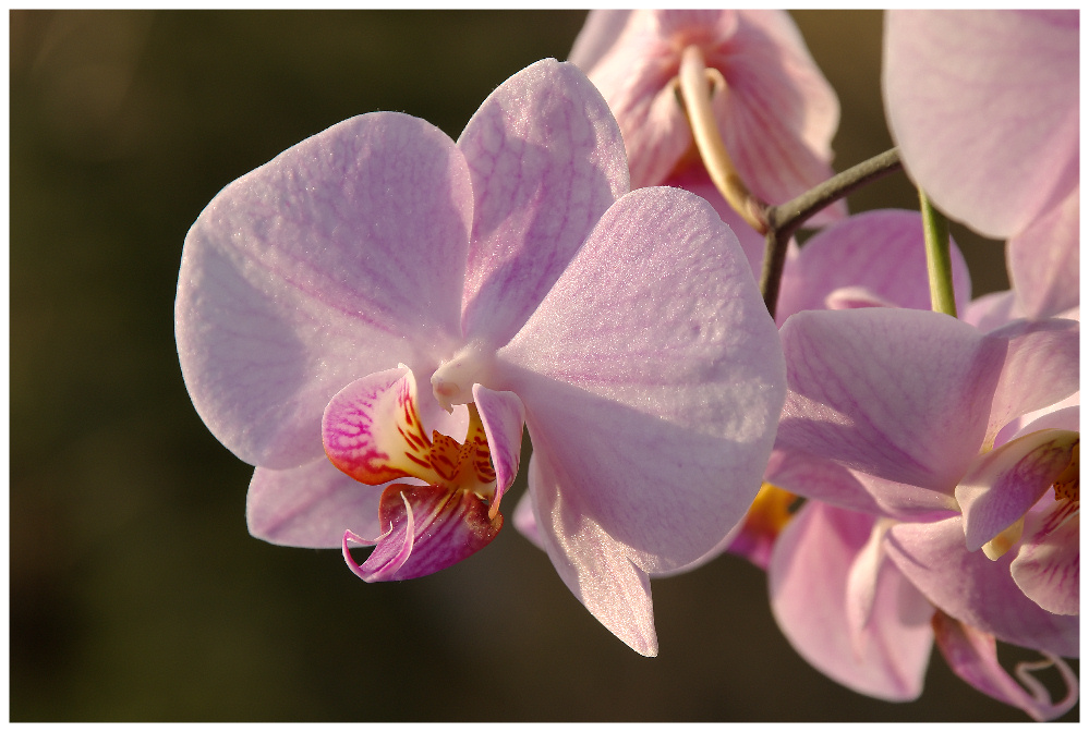 ... Orchidee im Abendlicht ... (reload)