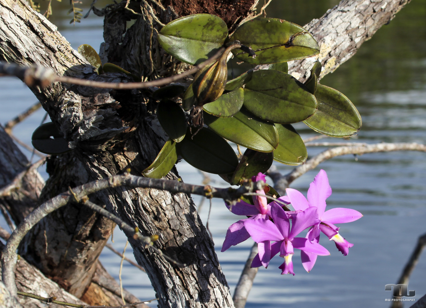 Orchidee im Amazonas