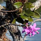 Orchidee im Amazonas