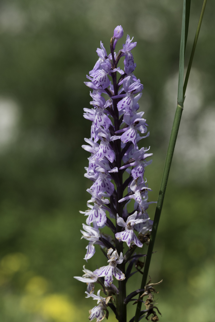 Orchidee im Ammertal