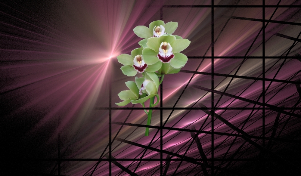 Orchidee im Apo-Gitter