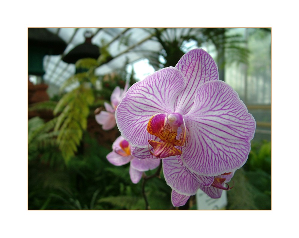 Orchidee im Balinesischen Garten