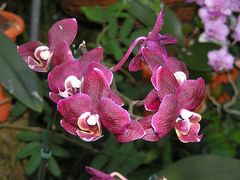 Orchidee im Berggarten Hannover