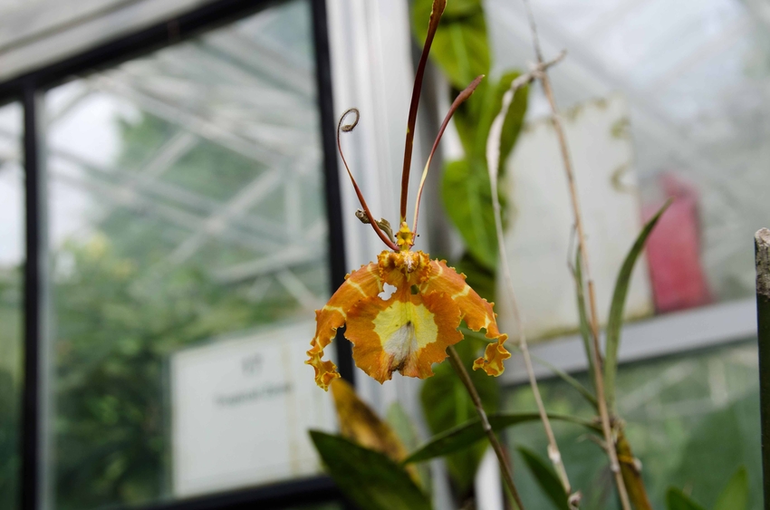 Orchidee im Botanischen Garten in Bristol