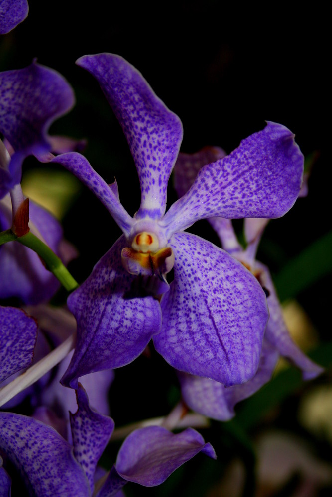 Orchidee im BotanischenGarten von Kandy Foto & Bild asia, sri lanka