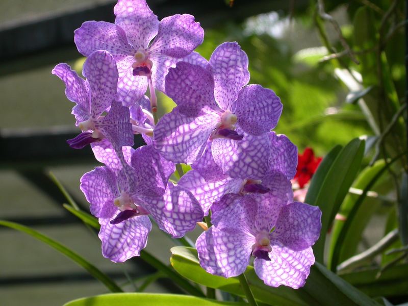 Orchidee Im Botanischen Garten Von Singapur Foto Bild Pflanzen