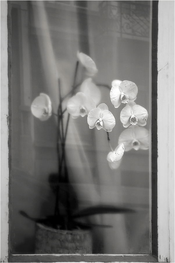 Orchidee im Fenster