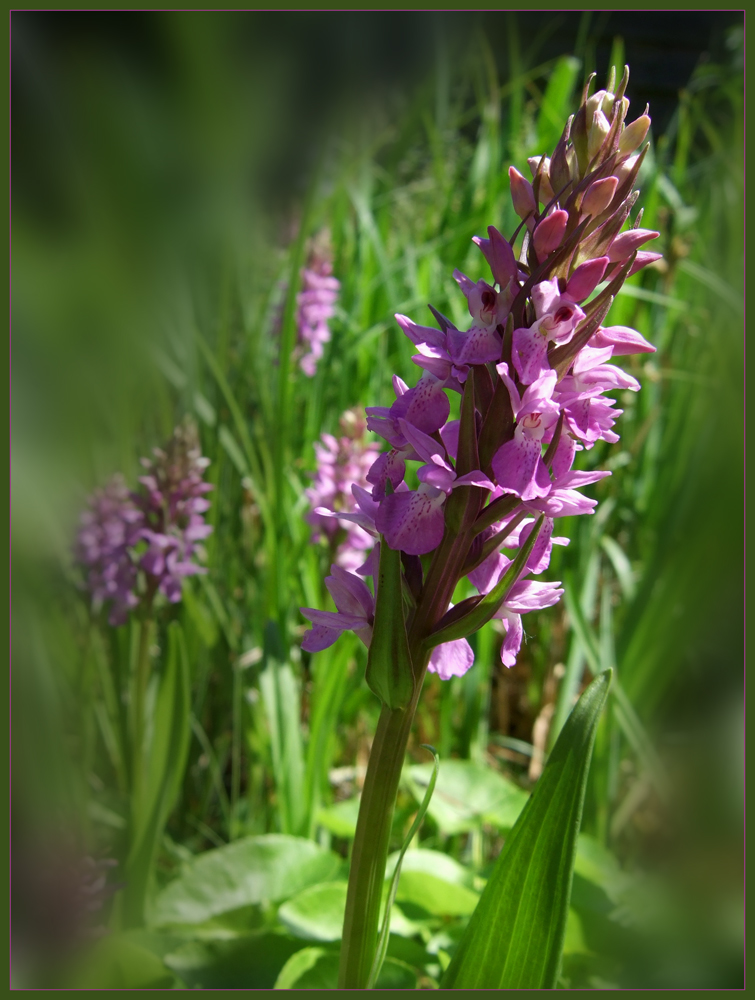 Orchidee im Garten