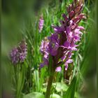 Orchidee im Garten