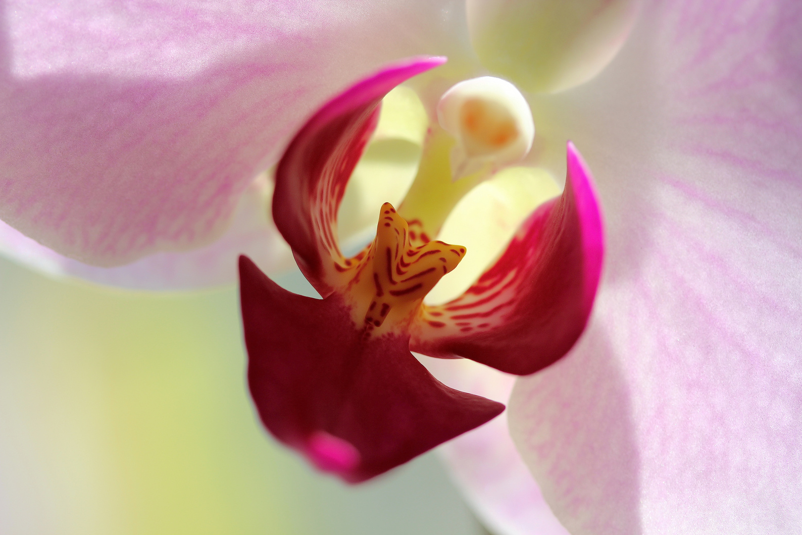 Orchidee im Gegen.Licht ...´15 I