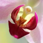 Orchidee im Gegen.Licht ...´15 I