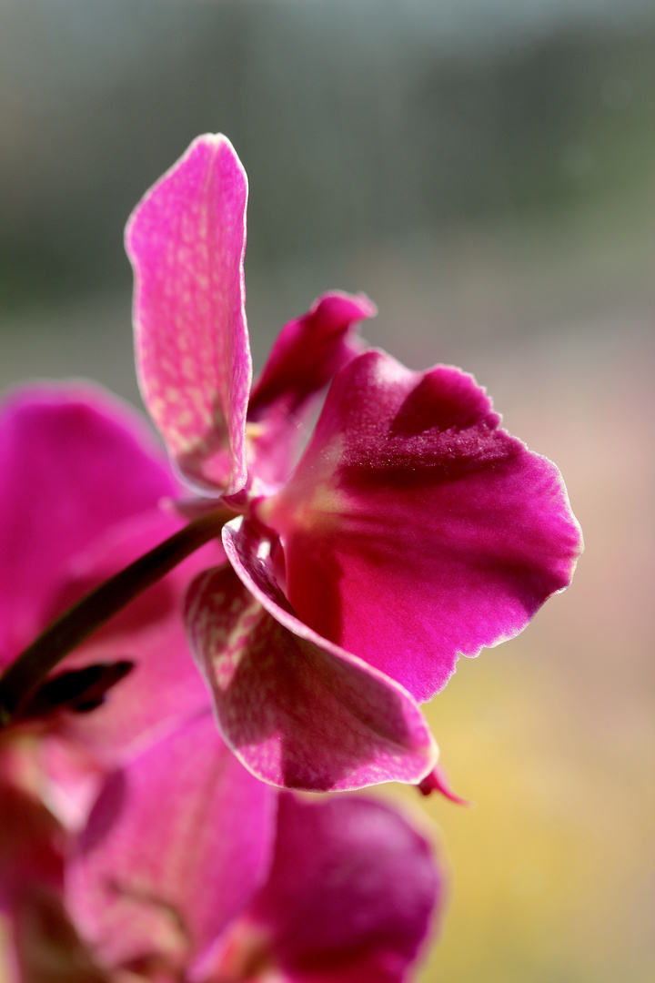 Orchidee im Gegen.Licht ...´15 II