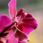Orchidee im Gegen.Licht ...´15 II