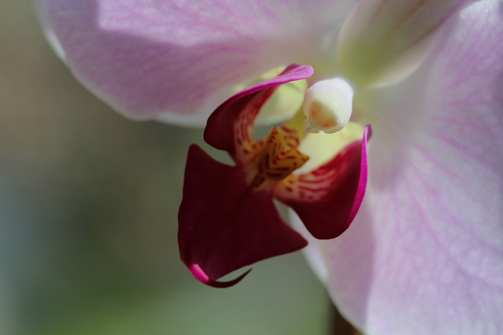 Orchidee im Gegen.Licht ...´15 III