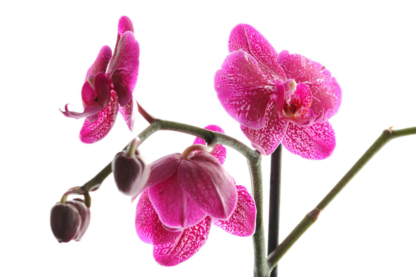 Orchidee im Gegenlicht