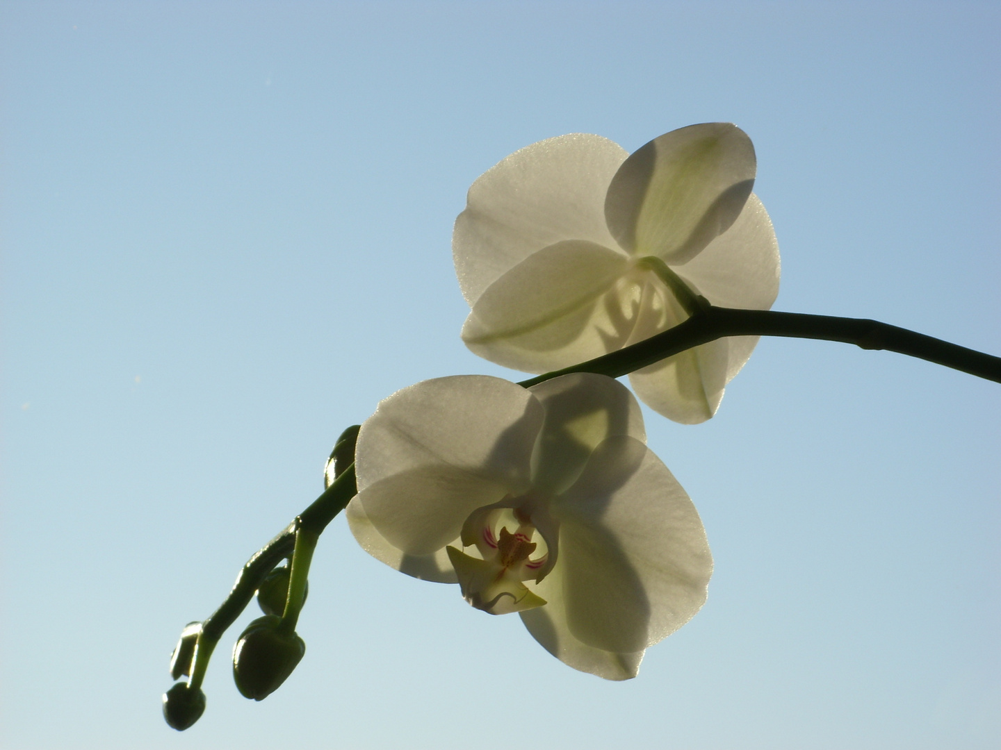 Orchidee im Gegenlicht