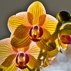 Orchidee im Gegenlicht