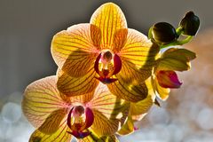 Orchidee im Gegenlicht