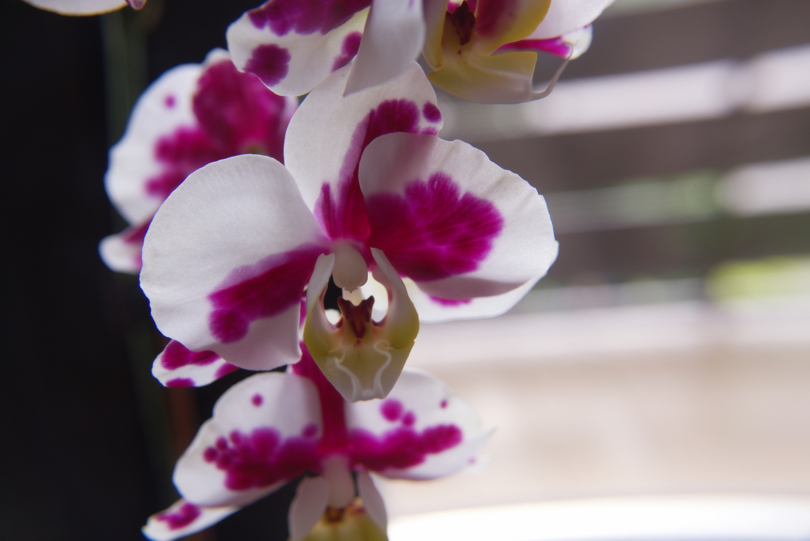 Orchidee im Gegenlicht