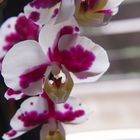 Orchidee im Gegenlicht