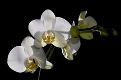 Orchidee im Gegenlicht