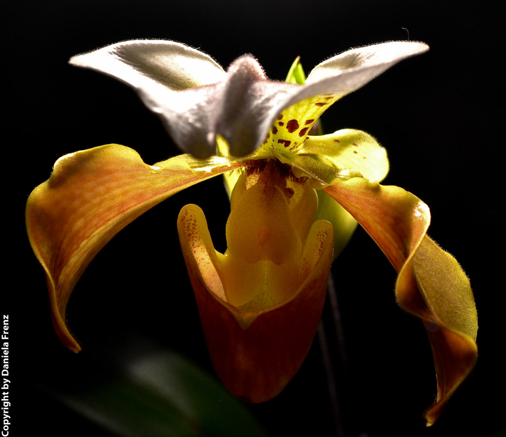 Orchidee im Gegenlicht