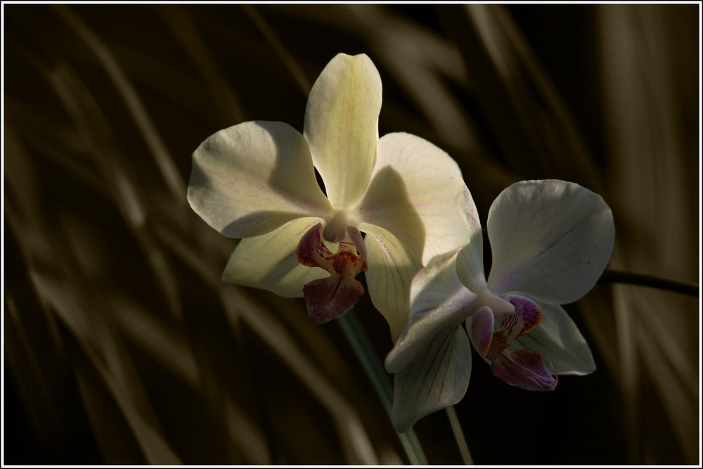 Orchidee im Gegenlicht