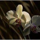 Orchidee im Gegenlicht