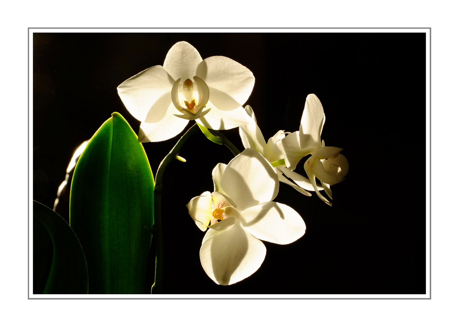 Orchidee im Gegenlicht