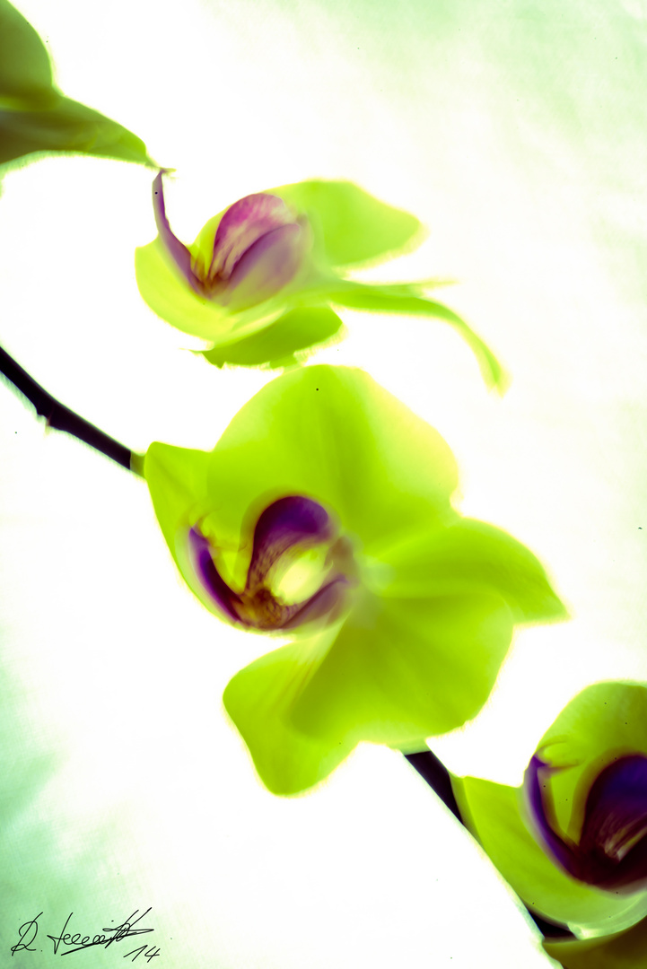 Orchidee im Gegenlicht