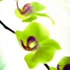 Orchidee im Gegenlicht