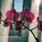 Orchidee im Gegenlicht