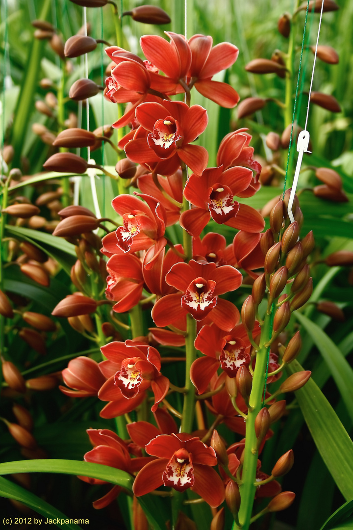Orchidee im Gewächshaus Foto & Bild pflanzen, pilze & flechten