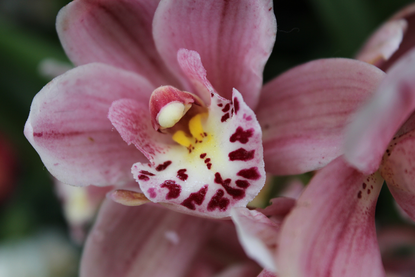 Orchidee im Gewächshaus Foto & Bild pflanzen, pilze & flechten