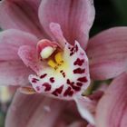 Orchidee im Gewächshaus