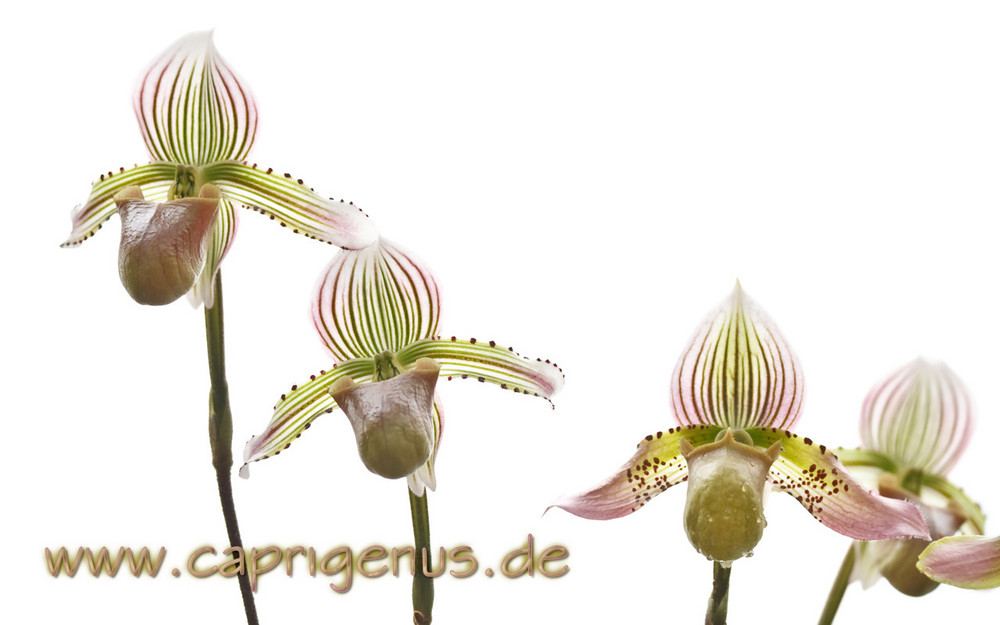 Orchidee im Gewächshaus