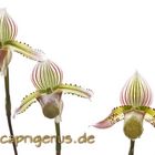 Orchidee im Gewächshaus