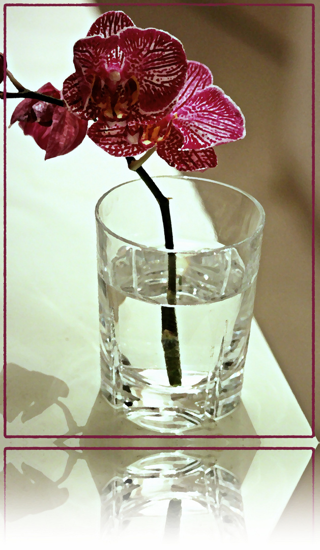 - Orchidee im Glas -